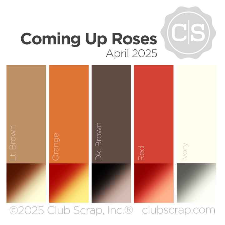 Coming Up Roses 12x12 Plain Paper